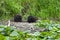 Two Beavers on River Bank