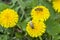 Two bee closeup on dandelion, daylight sunny