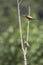 two bee-eaters on the dry tree