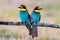 Two bee-eaters sitting on a branch