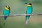 Two bee-eaters sitting on a branch