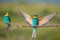 Two bee-eaters sitting on a branch