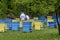 Two bee-masters in veil at apiary work among hives