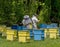 Two bee-masters in veil at apiary work among hives