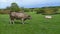 Two Beef Bulls Resting at a Grazing Field, UK