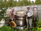 Two beekeepers work about a beehive