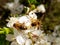 Two bees collects nectar on the flowers of white blooming apple. Anthophila, Apis mellifera