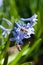 Two bees collects pollen from a blossoming blue hyacinth