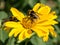 Two bees collects pollen from yellow flowers perennial aster