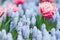 Two bees flying among pink and white fringed tulips and blue grape hyacinths (muscari armeniacum), selective focus