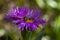 Two bees gathering nectar on a purple Aizoaceae flower