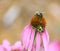 Two Bees Sharing the Same Echinacea Flower