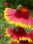 Two bees working on a red-yellow flowers