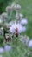 Two beetles sitting on a Lilac round flower.