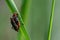 Two beetles on a straw of grass mating in sunlight