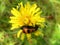 Two beetles on on yellow flower, Beetle - Spanish fly Lytta vesicatoria and  Mylabris quadripunctata, four spot beetle, Meloidae