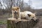 Two beige brown dogs, a young fluffy and an adult, lie on a tree stump in nature