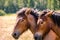 Two Belgian draft horses clustered together