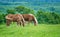 Two Belgian Draft Horses on green Texas spring pasture