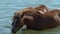 Two Beloved Brown Horses Drink Water in The River in Summer in Slow Motion