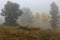 Two benches on a cold misty fall Rocky Mountain morning