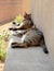 Two bengal cats lying down and relaxing outside