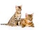 Two bengal cats. mother cat and cub looking away. isolated
