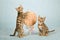 Two Bengal kittens with a huge lolly pop candy decorated with ribbon and bow