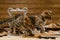 Two bengal kittens play about photo