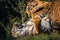 Two Bengal tigers playfully interacting with each other in a lush grassy park.