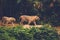 Two Bengal Tigers Playing in a jungle