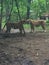 Two Bengal Tigers playing together under a small tree in the forest