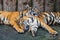 Two bengal tigers sleeping