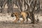 Two Bengal tigers walking together in the Ranthambore national p