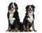 Two Bernese mountain dogs