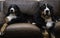 Two Bernese Mountain Dogs