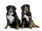 Two Bernese mountain dogs sitting