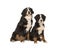 Two bernese mountain dogs young and adult sitting looking at the