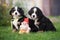 Two bernese mountain puppies outdoors