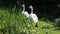 Two Bewick Swans walking around a field looking for food