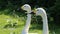 Two Bewick Swans walking around a field looking for food