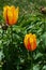 Two bicolored Tulip flowers of Twinkle cultivar, yellow with red vertical stripes on petals