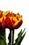 Two bicoloured red orange to yellow tulip flowers