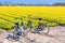Two bicycles parked near daffofil vibrant yellow blooming field