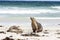 Two big Australian Sea Lions Neophoca cinerea on the sandy beach. Kangaroo Island, South Australia