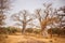 Two Big Baobabs on sandy land. Wild life in Safari. Baobab and bush jungles in Senegal, Africa. Bandia Reserve. Hot, dry climate