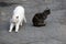 Two big beautiful cats sit on a gray asphalt