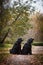 Two big black dogs in autumn