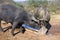 Two big black Iberian pigs drinking milk. Sunny day in Seville, Spain