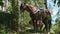 Two big brown domestic horses with handmade rural saddles tied to tropical trees